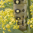 Hyles gallii